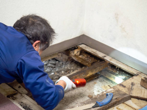Best Post-Flood Mold Remediation in Huntsville, TX