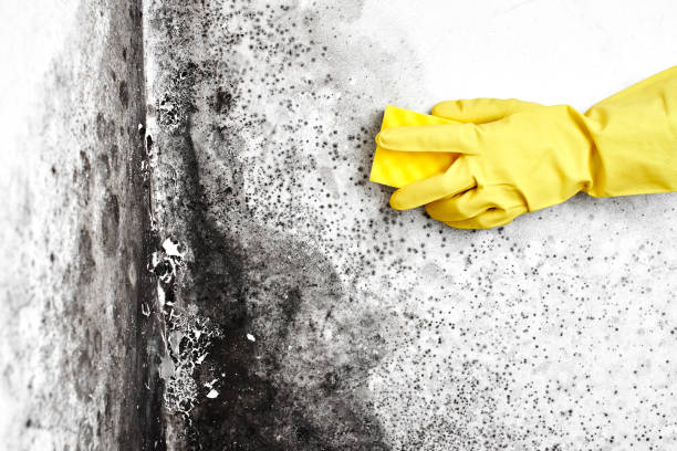 Best DIY Mold Remediation Support Services in Huntsville, TX