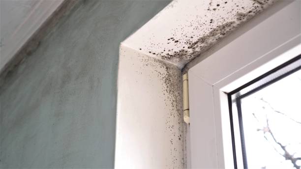 Best Attic Mold Remediation in Huntsville, TX
