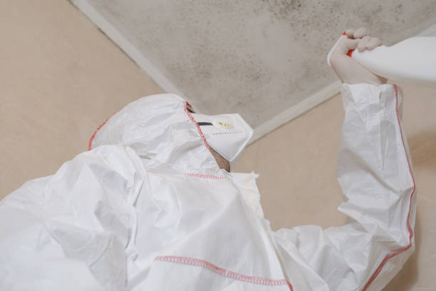 Best Kitchen Mold Remediation in Huntsville, TX