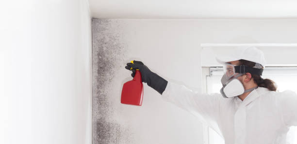 Best Commercial Mold Remediation in Huntsville, TX