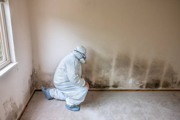 Best Emergency Mold Remediation in Huntsville, TX