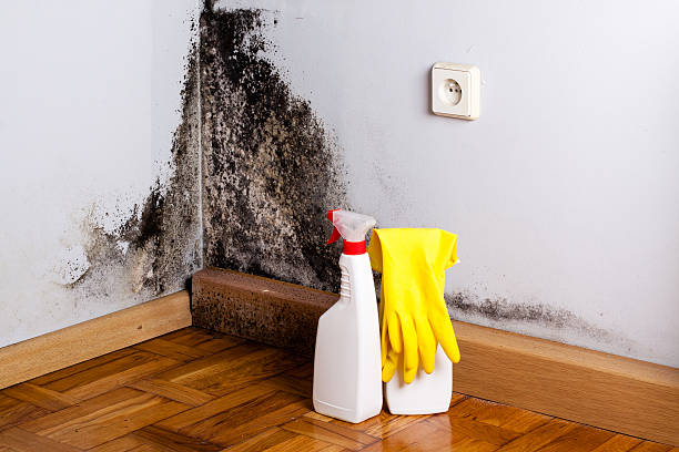 Best Industrial Mold Remediation in Huntsville, TX