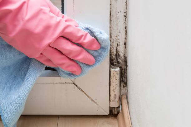 Best Black Mold Remediation in Huntsville, TX