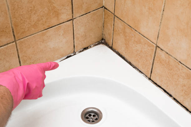 Best Insurance-Related Mold Remediation in Huntsville, TX