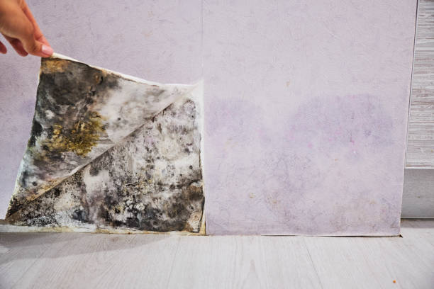 Best Localized Mold Remediation (e.g., coastal areas, humid climates) in Huntsville, TX